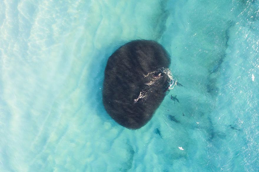 Пугающая красота: фотограф с помощью дрона сделал потрясающие снимки акул