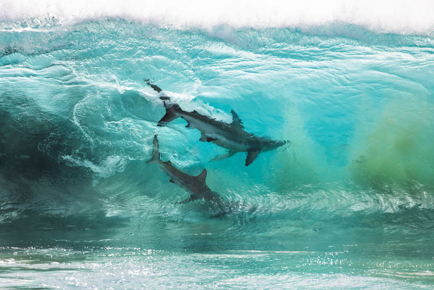 Пугающая красота: фотограф с помощью дрона сделал потрясающие снимки акул