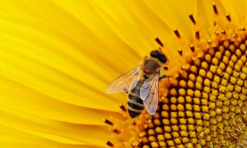 Ученые установили: если пчел перестанут разводить, опылять растения будет некому