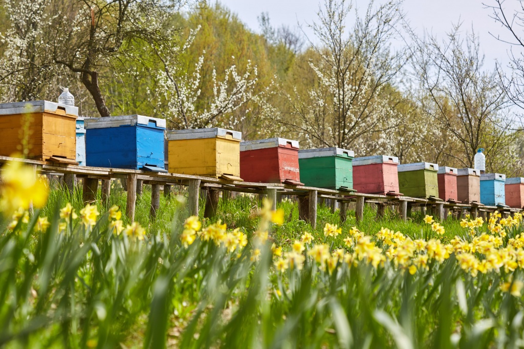Ученые установили: если пчел перестанут разводить, опылять растения будет некому