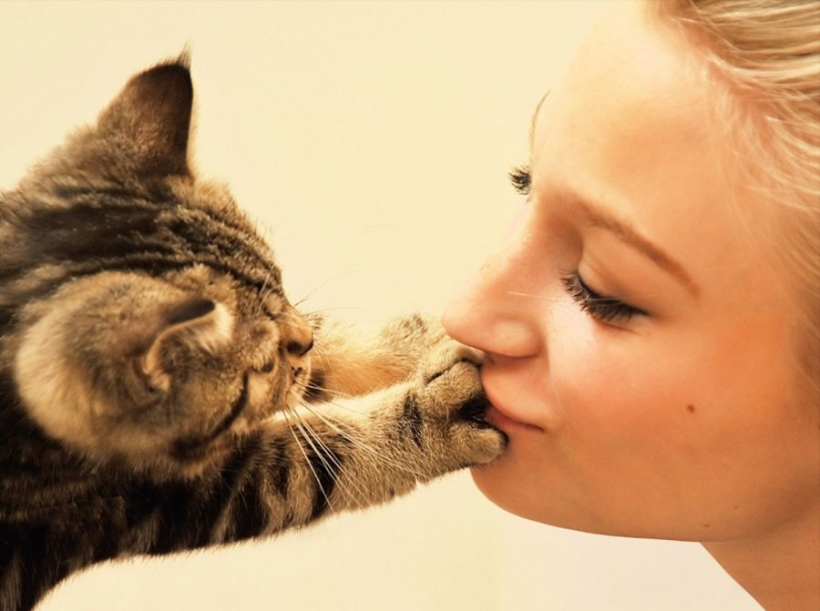 Новое открытие: кошки предпочитают общаться с человеком больше, чем есть