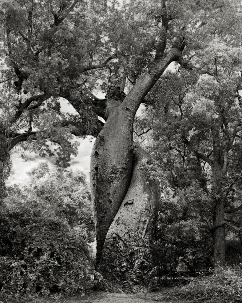 Вот уже 14 лет фотограф из Сан-Франциско Бет Мун ищет самое старое в мире дерево
