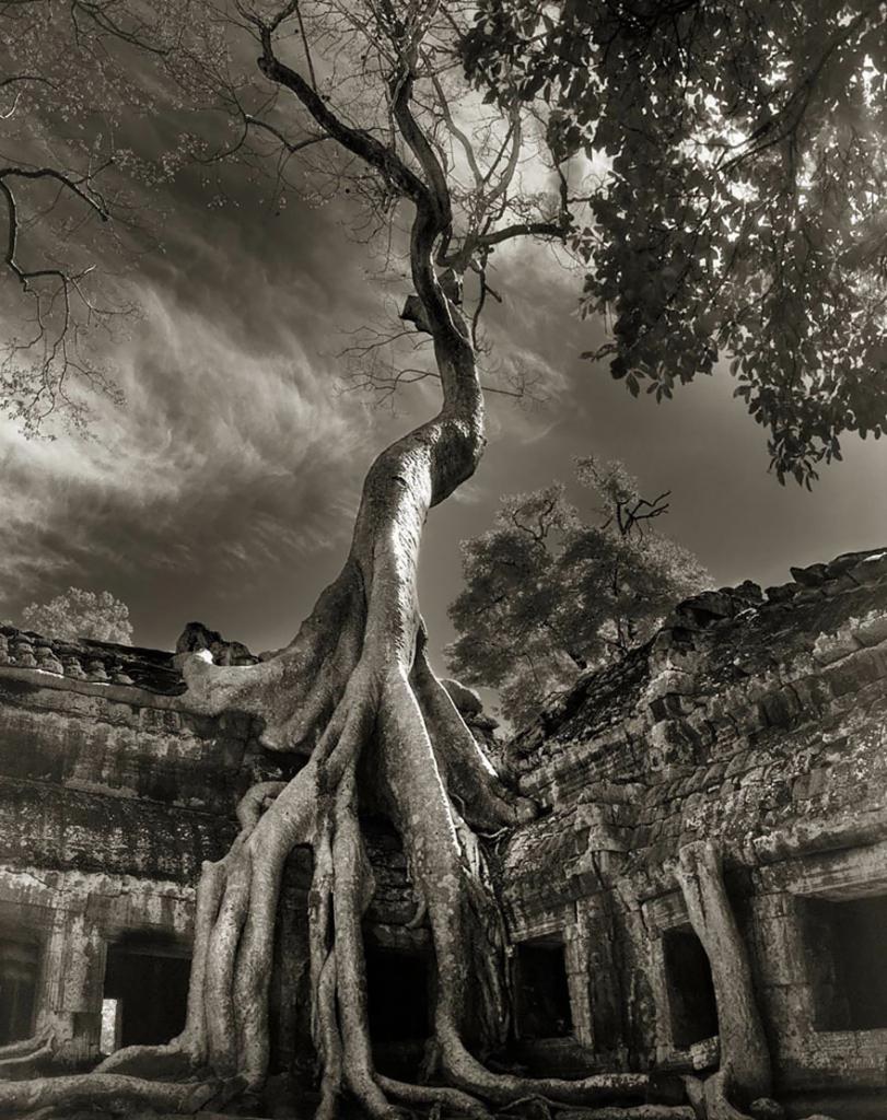 Вот уже 14 лет фотограф из Сан-Франциско Бет Мун ищет самое старое в мире дерево