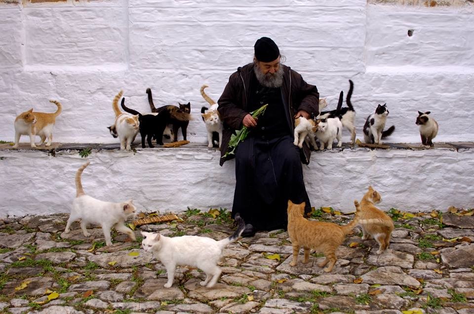 Поблажки для котов: почему кошек пускают в церковь, а собак - нет