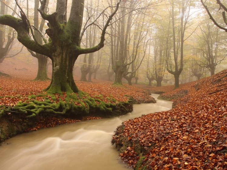 Здесь и заблудиться одно удовольствие: 10 потрясающей красоты лесов нашей планеты
