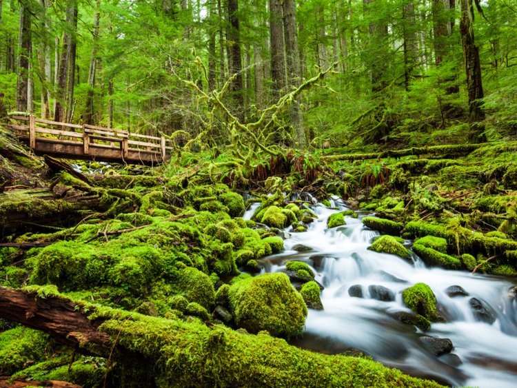 Здесь и заблудиться одно удовольствие: 10 потрясающей красоты лесов нашей планеты
