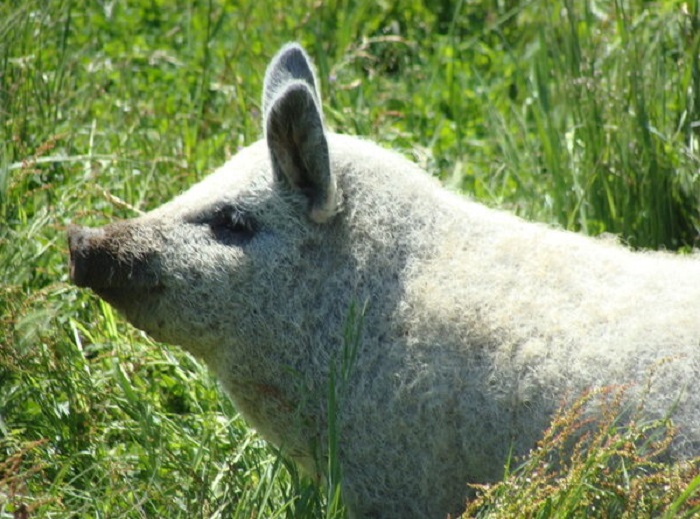 Мохнатые свиньи покоряют своим видом и причудливыми ушами: специалисты рассказали об особенностях породы