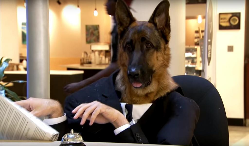 Собаку посадили работать консультантом за стойку информации. Реакция посетителей была забавной (видео)
