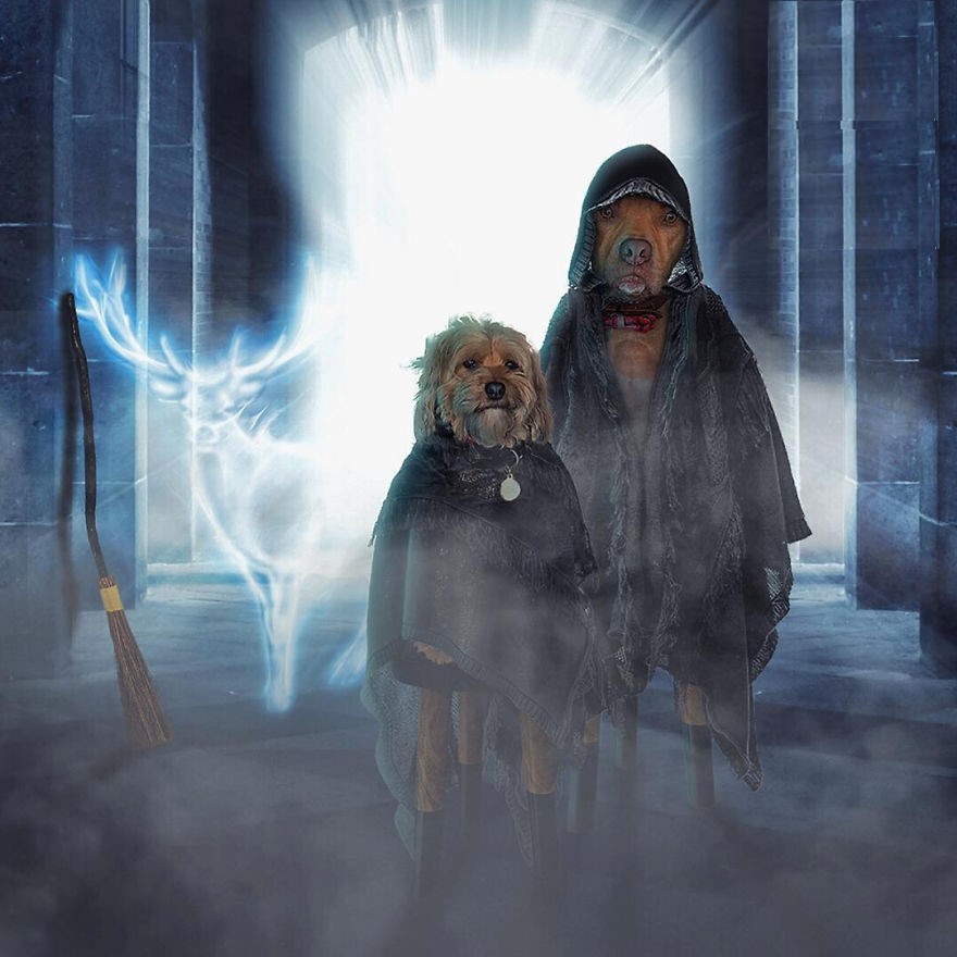 Короли подражания: две собаки, которые могут переплюнуть любого по части косплея