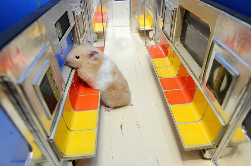 У этого хомяка есть своя линия метро: забавные фото собственника крошечного поезда