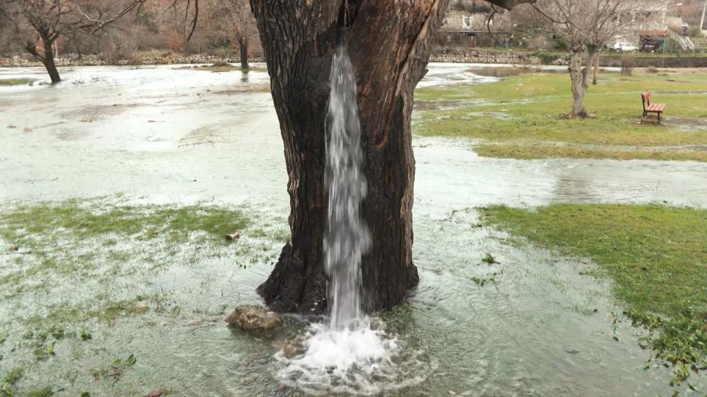 Редкое природное явление: дерево в Черногории превращается в фонтан после дождя (видео)