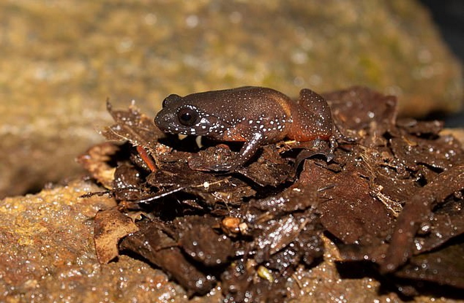 Интересная находка: в Индии обнаружили лягушку величиной с ноготь. Возраст нового вида насчитывает десятки миллионов лет