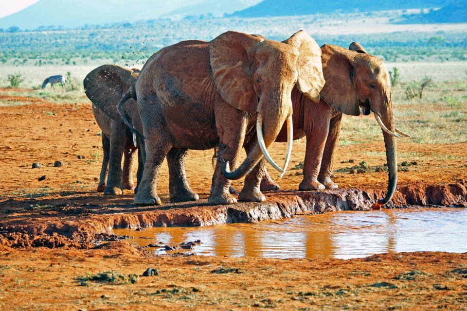 Последние из гигантских слонов: на Земле их осталось не более двадцати