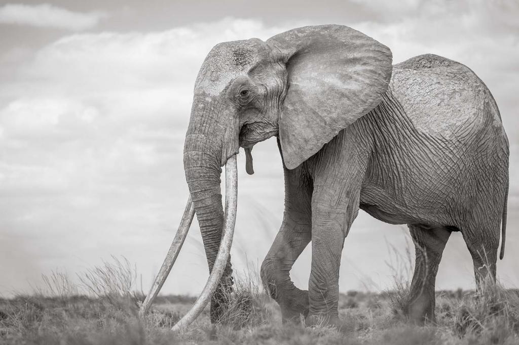 Последние из гигантских слонов: на Земле их осталось не более двадцати