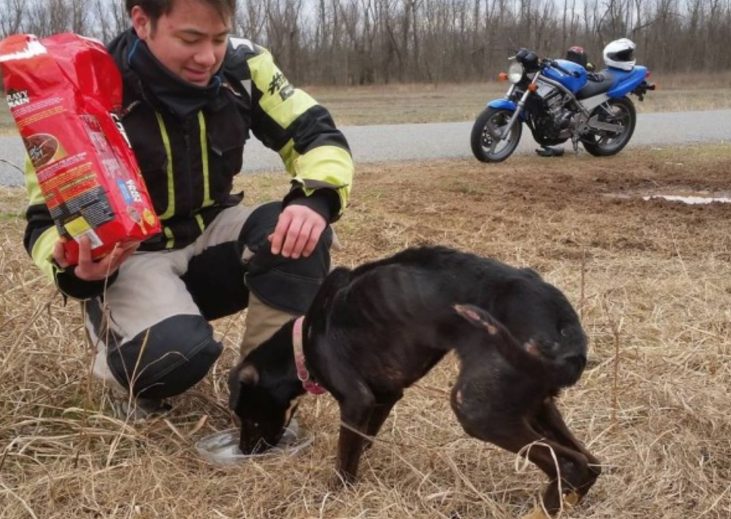 Выброшенного в переноске щенка нашли отец с сыном. Спасенный пес стал настоящим красавцем и другом