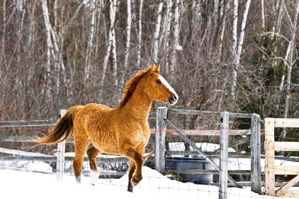Лошади с завидной кудрявой шевелюрой: фотографии необычной североамериканской породы