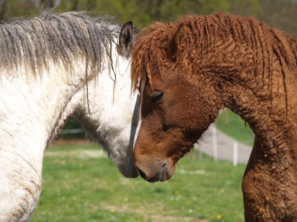 Лошади с завидной кудрявой шевелюрой: фотографии необычной североамериканской породы