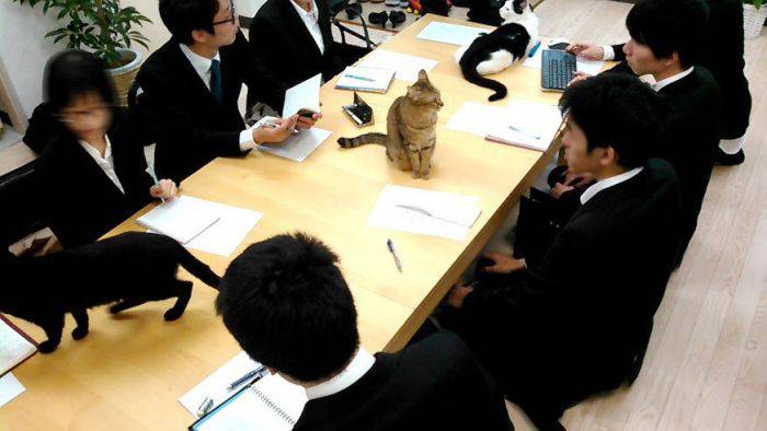 В японских офисах новые сотрудники: компании начали принимать на работу кошек