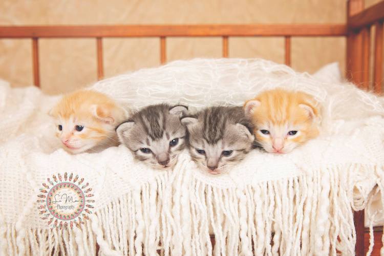 Американка устроила фотосессию котятам, представив их в образе новорожденных