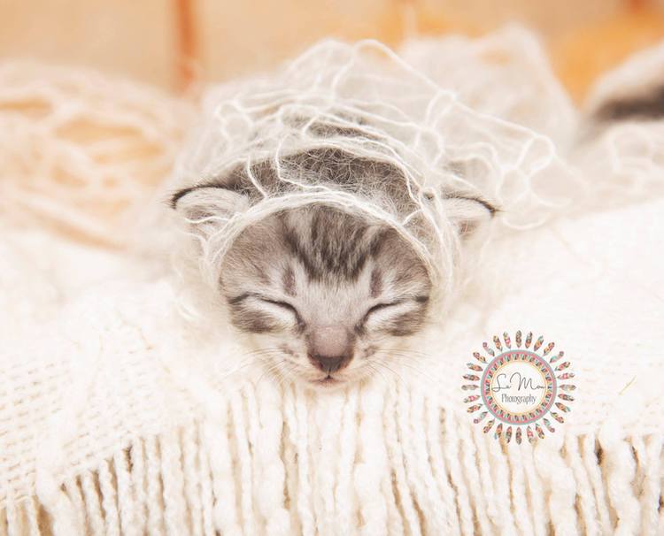 Американка устроила фотосессию котятам, представив их в образе новорожденных