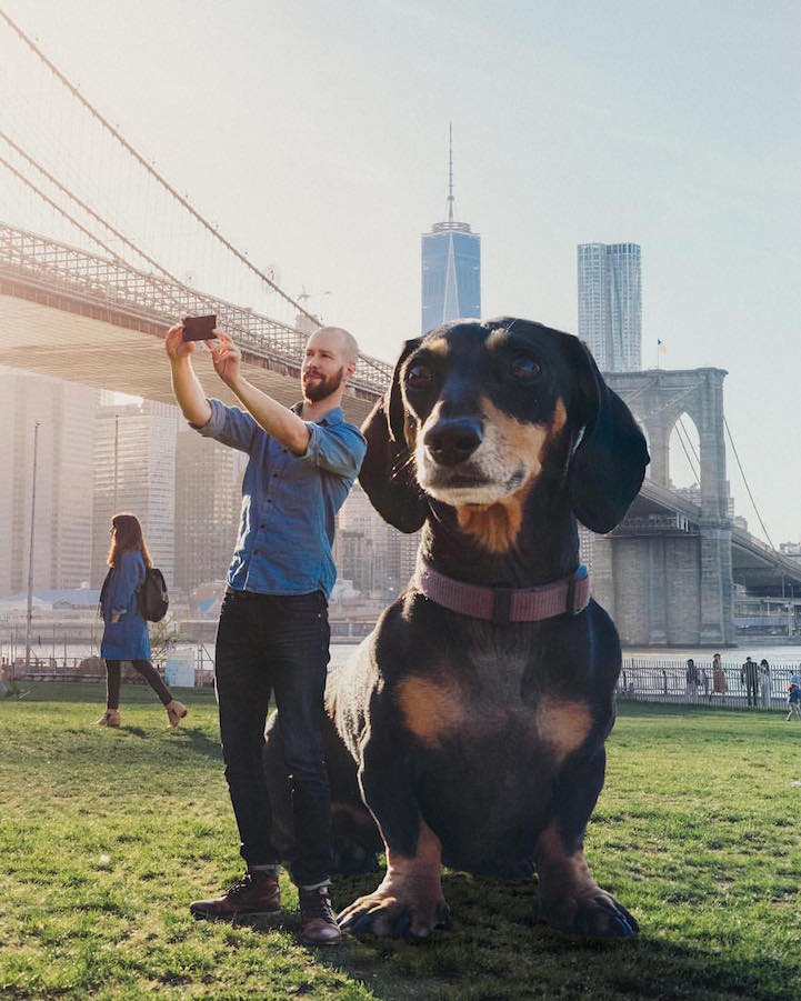 Мужчина создает забавные фото собачки, делая ее гигантской при помощи фотошопа