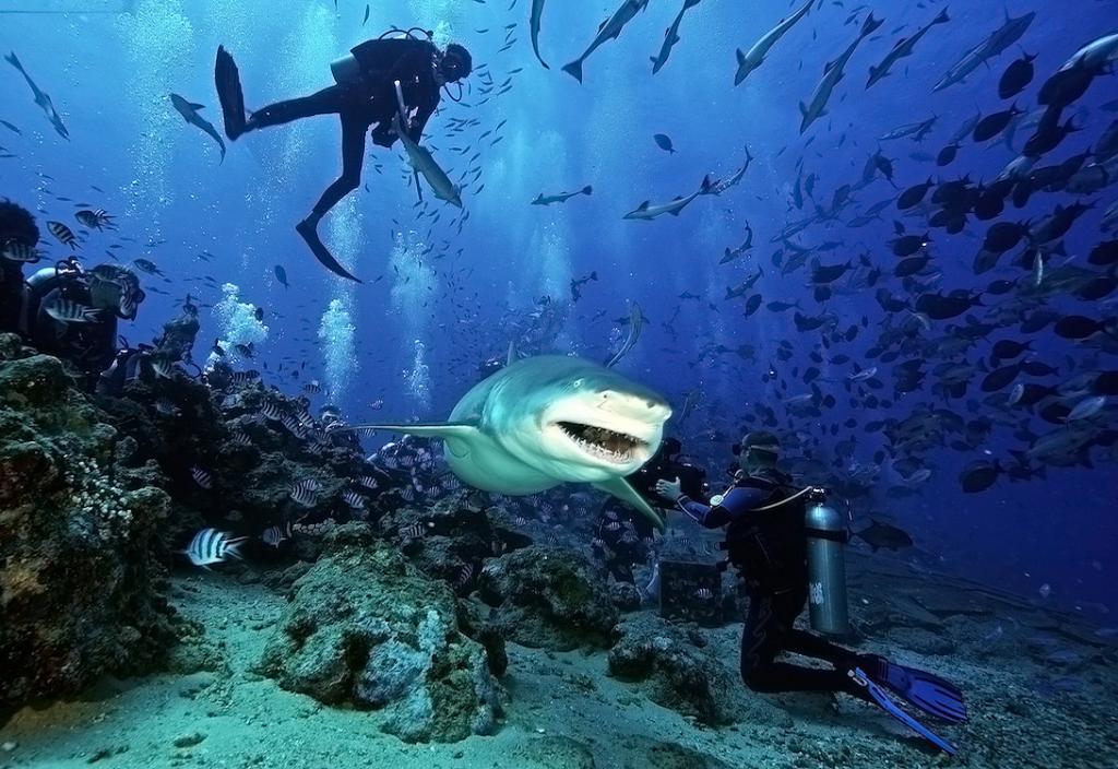 Ловцы адреналина назвали лучшие точки планеты для дайвинга с акулами