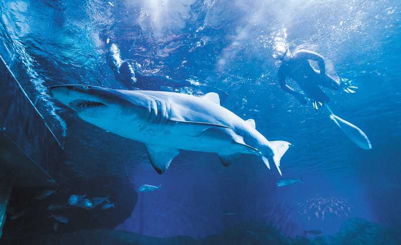 Ловцы адреналина назвали лучшие точки планеты для дайвинга с акулами