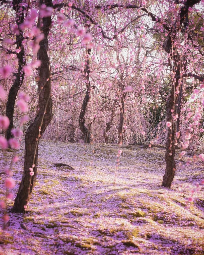 Фотограф запечатлел волшебное начало сезона цветения вишни в Японии