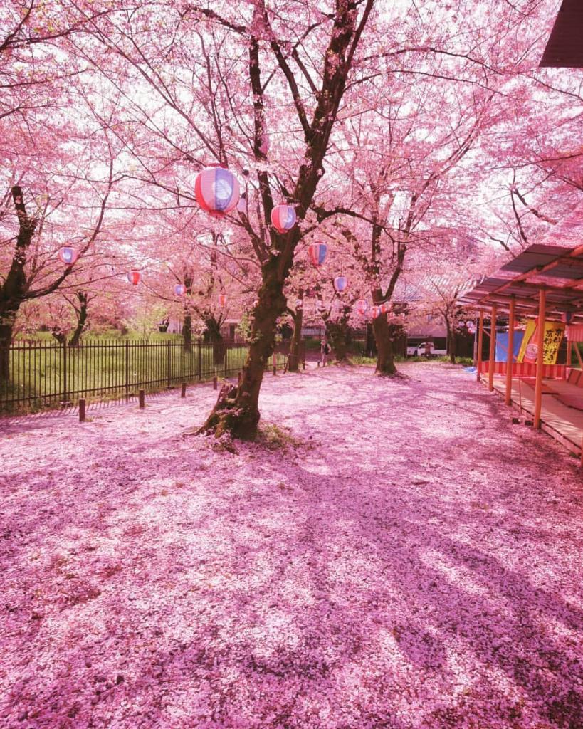Фотограф запечатлел волшебное начало сезона цветения вишни в Японии