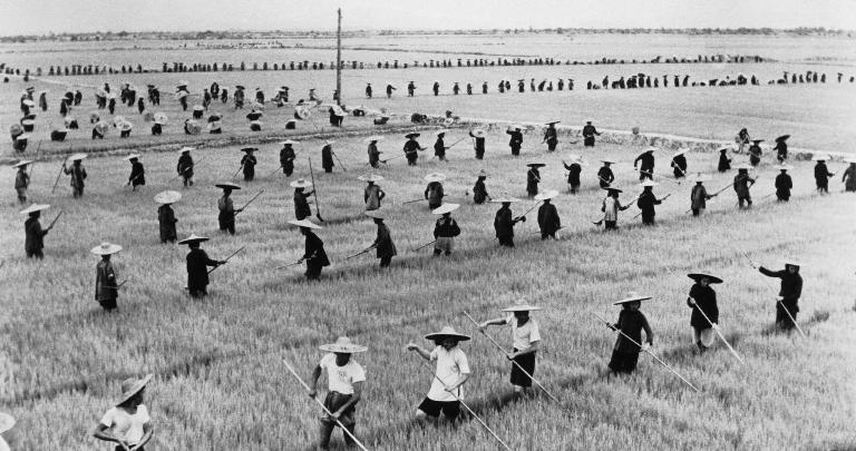 В 1958 году китайцы решили истребить всех воробьев, но природа жестоко отомстила им за это