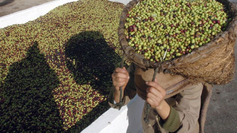 Новые технологии позволяют исключить подделку оливкового масла