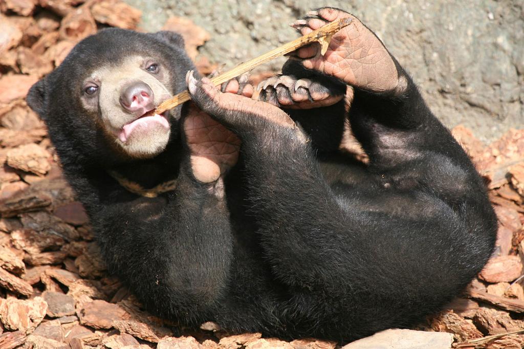 Мимика самых маленьких медведей мира: они могут точно имитировать друг друга