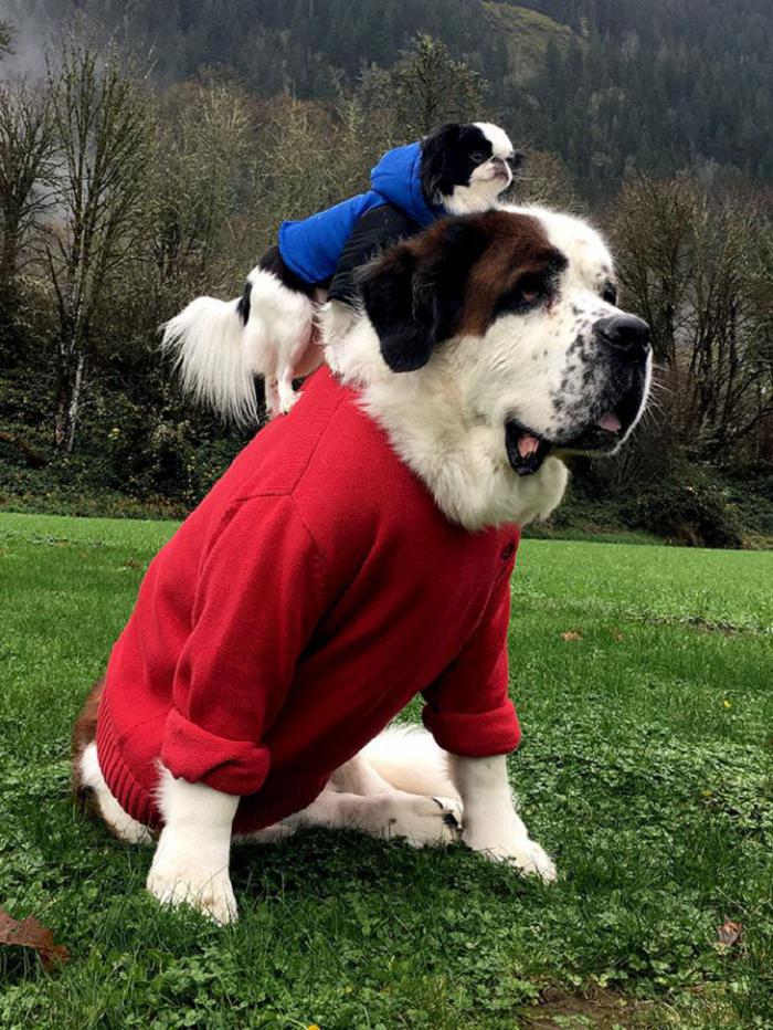 сенбернар пес японский хин кататься на спине собака фотография