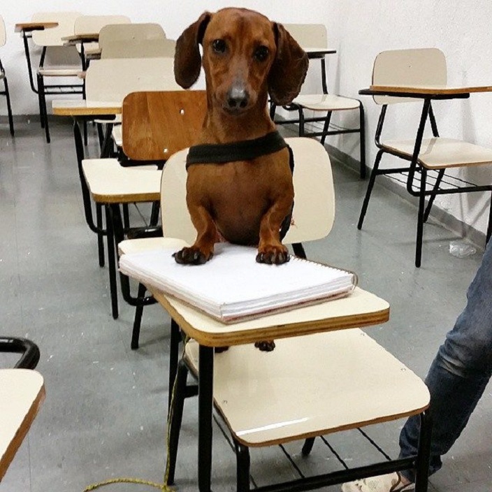 С собакой в школу: специалисты предлагают использовать собак для улучшения психологического климата в образовательных учреждениях