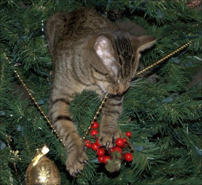 новогодняя елка не подпустить кошку любопытство игрушки мишура репелленты цитрусовые секреты советы
