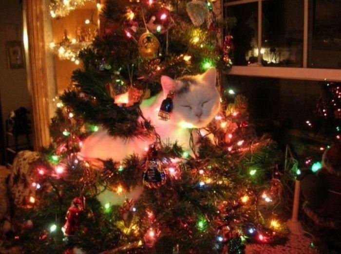 новогодняя елка не подпустить кошку любопытство игрушки мишура репелленты цитрусовые секреты советы
