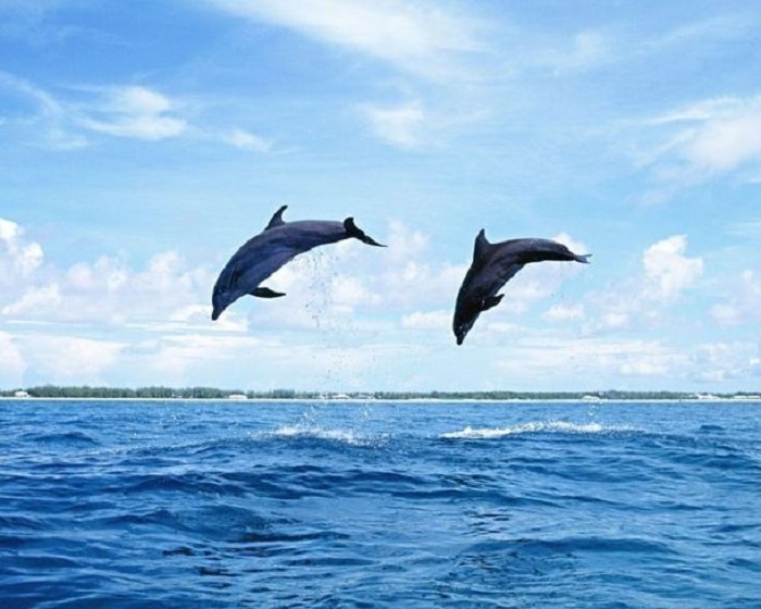 Дельфин подплыл к берегу и сделал фотосессию беременной женщины незабываемой