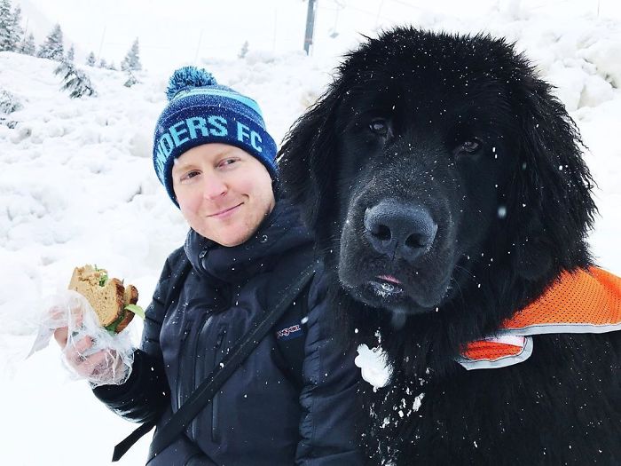 Это медведь или собака? Люди делятся фотографиями своих ньюфаундлендов, и они действительно огромные