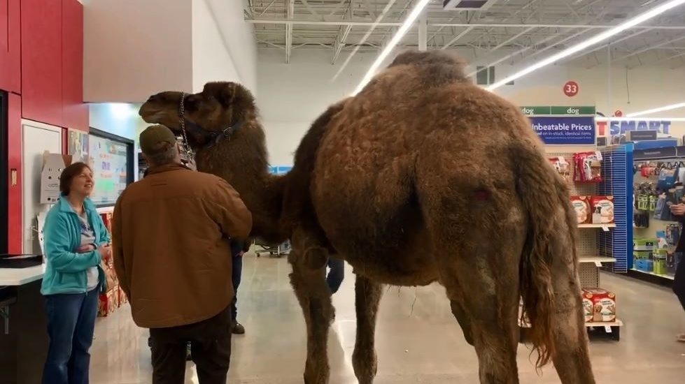 Верблюд по имени Джефри: мужчина из Мичигана привел на взвешивание в ветеринарный магазин собственного верблюда (фото)
