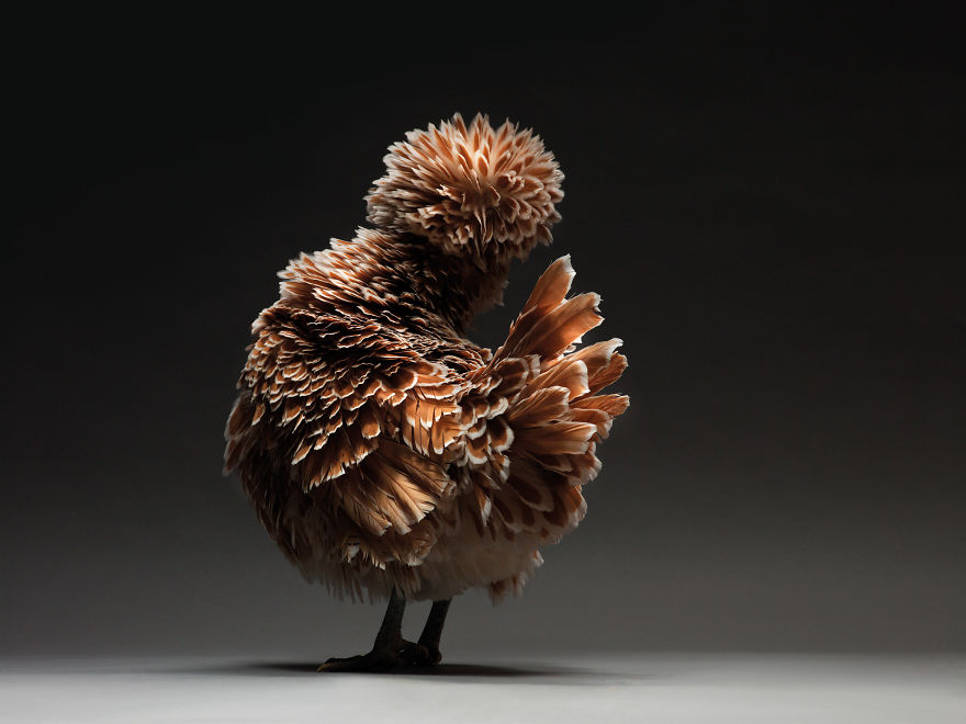 Недооцененная красота: фотограф делает снимки кур, на которых они выглядят как настоящие модели (фото)
