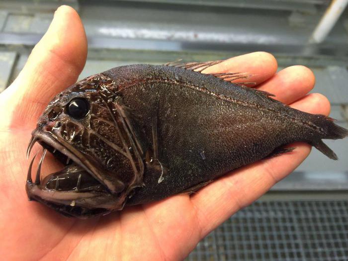 рыбак глубоководные виды животные рыбы жуткие пугающие баренцево море роман федоров рыбная ловля попались в сети