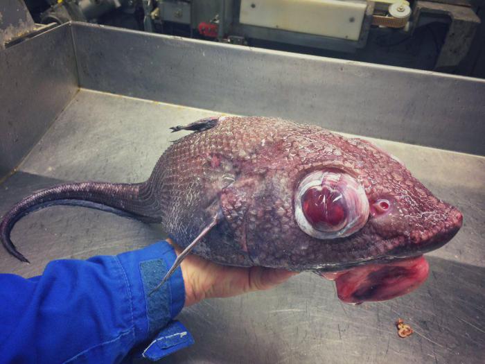 рыбак глубоководные виды животные рыбы жуткие пугающие баренцево море роман федоров рыбная ловля попались в сети