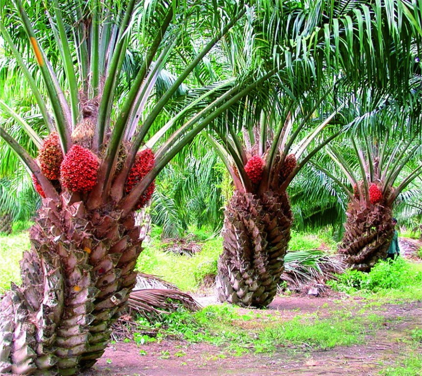 Мифы и факты о пальмовом масле: на самом деле оно не такое вредное