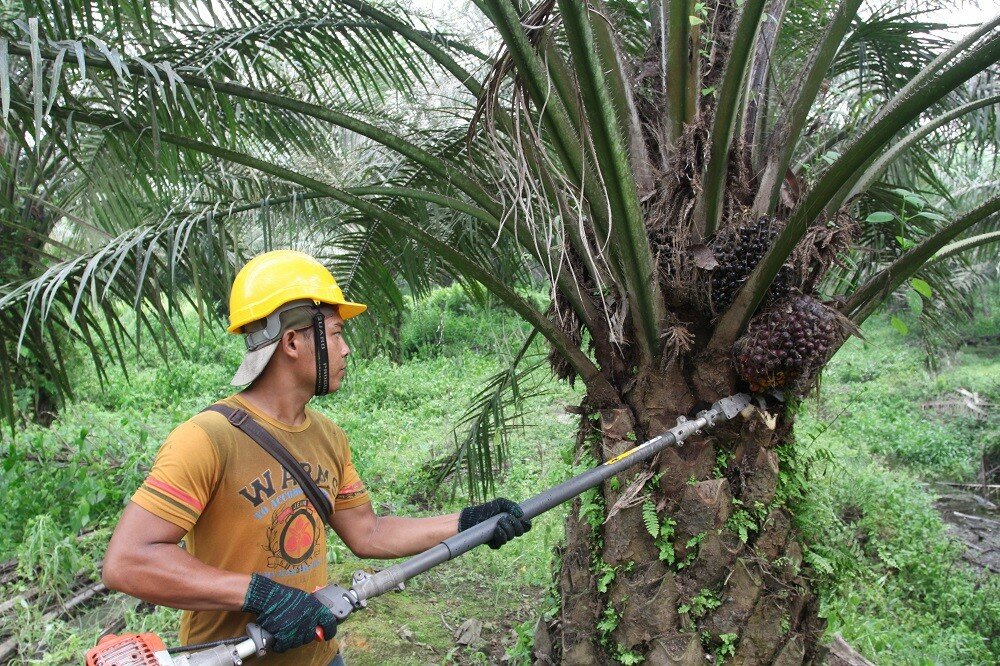 Мифы и факты о пальмовом масле: на самом деле оно не такое вредное