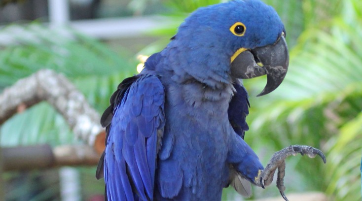 Пернатые из «золота»: 10 дорогостоящих птиц во всем мире
