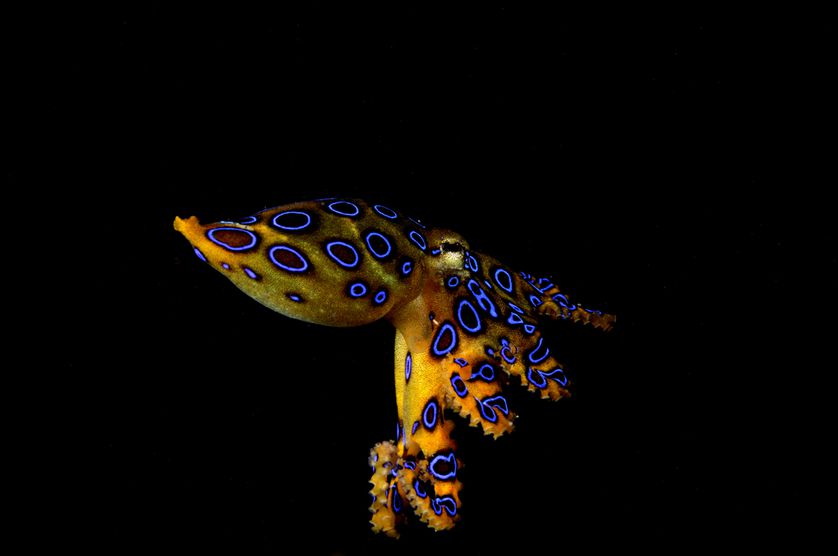 Неужели их используют только для получения краски? 8 осьминогов, красота которых достойна кисти художника