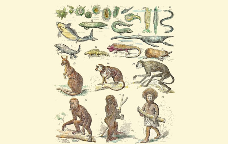 Каждый знает о теории эволюции Дарвина, но существует множество других гипотез, о которых мало кто слышал