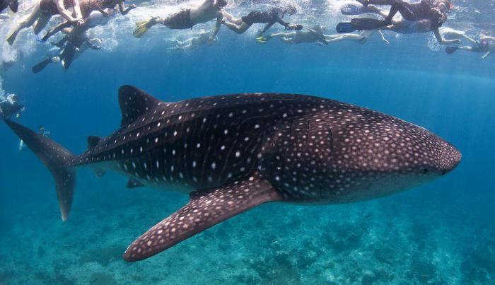 длинные животные в мире большие самые медузы акулы кит кашалот червь
