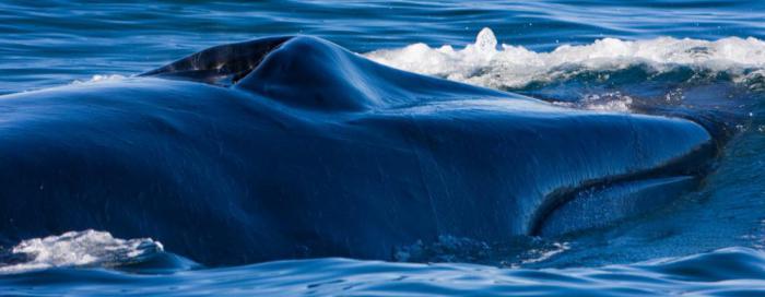 длинные животные в мире большие самые медузы акулы кит кашалот червь