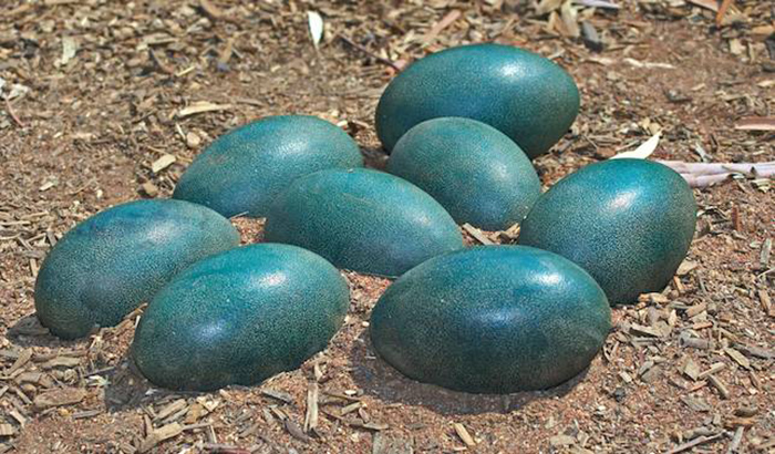 Окрашивание яиц: некоторые птицы овладели этим искусством задолго до пасхальной традиции
